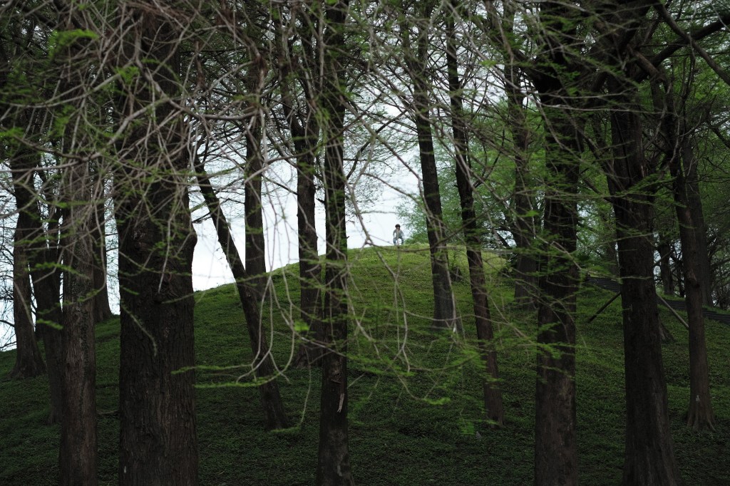 受保護的文章：向樹木學習智慧｜no.74